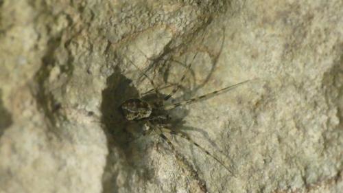 Drapestica socialis